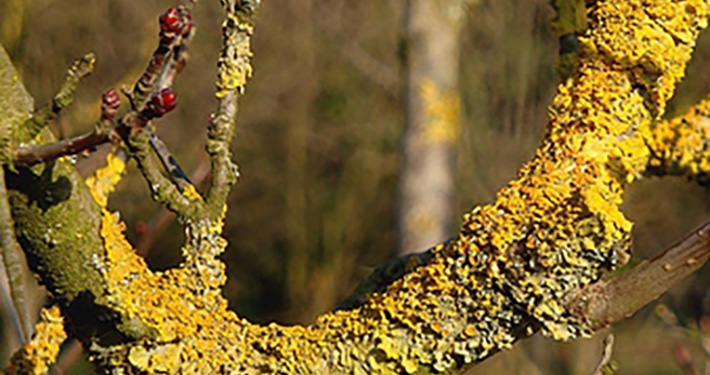 Un olio bianco per proteggere gli alberi da frutto dai parassiti