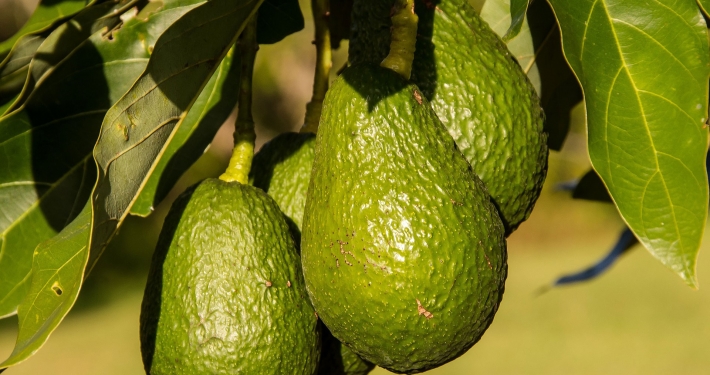 Pianta di avocado con frutti coltivata in Italia - Inorto