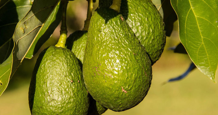 Come eliminare le macchie marroni sulle foglie di avocado - Inorto