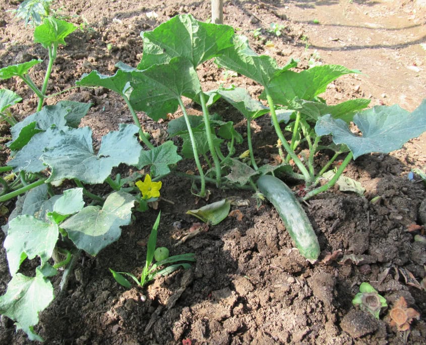 cetriolo Cetrioli a terra - InOrto