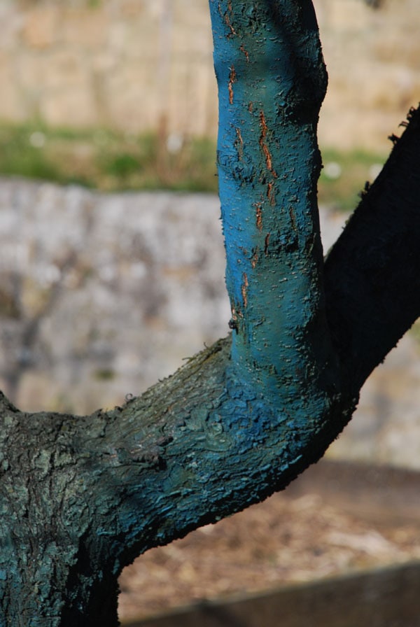 Rami di un albero su cui è applicata la poltiglia bordolese - Inorto