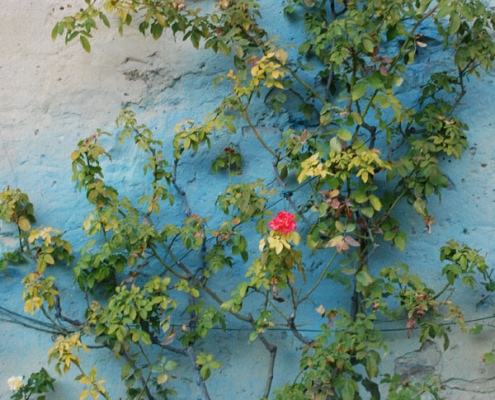 Pianta di rosa con preparazione di poltiglia bordolese - Inorto