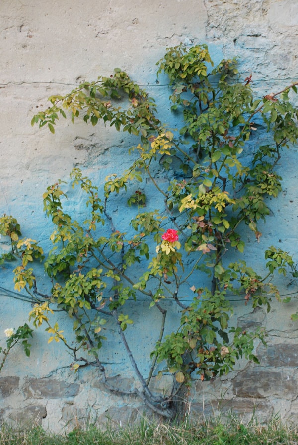 Pianta di rosa con preparazione di poltiglia bordolese - Inorto