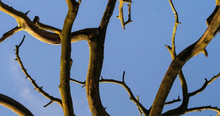 Rami di un albero protetti con zolfo e calce idrata - Inorto