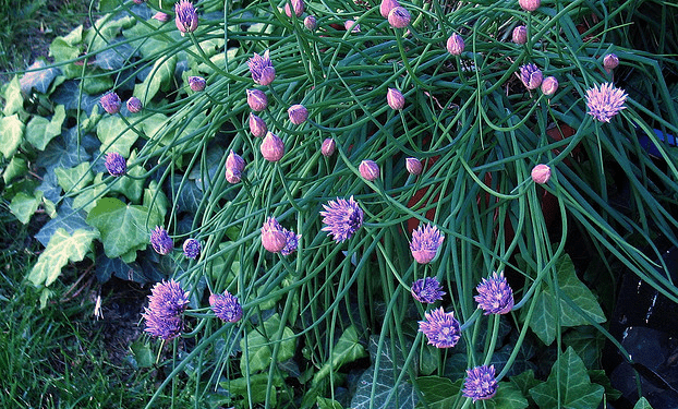 allium schoenoprasum