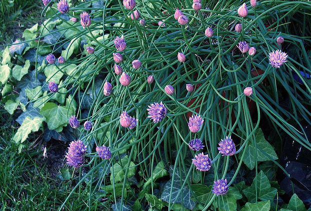 allium schoenoprasum