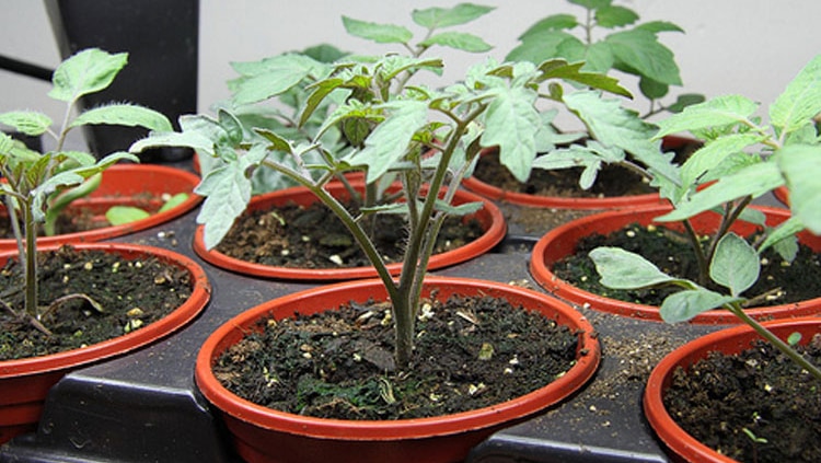Pianta di pomodori nata da semi piantati in vaso - Inorto