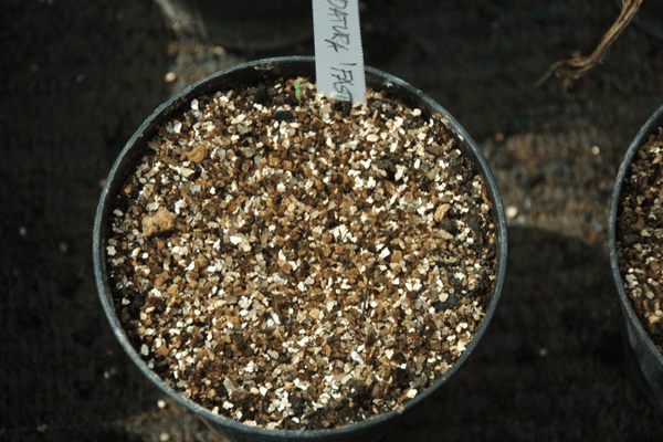 La Vermiculite Un Aiuto Per La Semina InOrto Guida All orto Fai da 