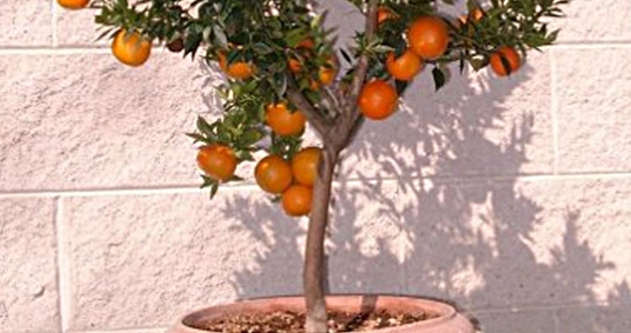 Pianta di arancio rinvasata e coltivata in vaso - Inorto