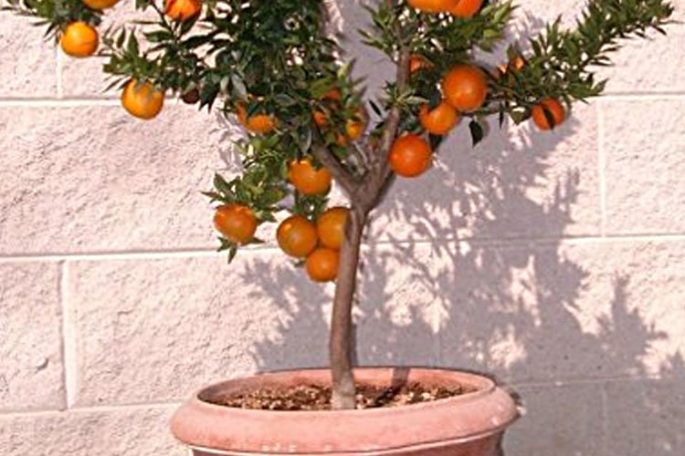 Pianta di arancio rinvasata e coltivata in vaso - Inorto