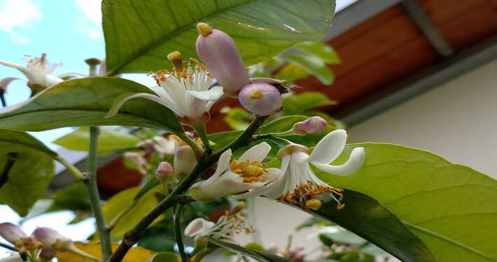 Zagare o fiori di agrume - InOrto