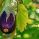 inOrto Bonduelle | domande e risposte - pianta melanzane con frutti gialli