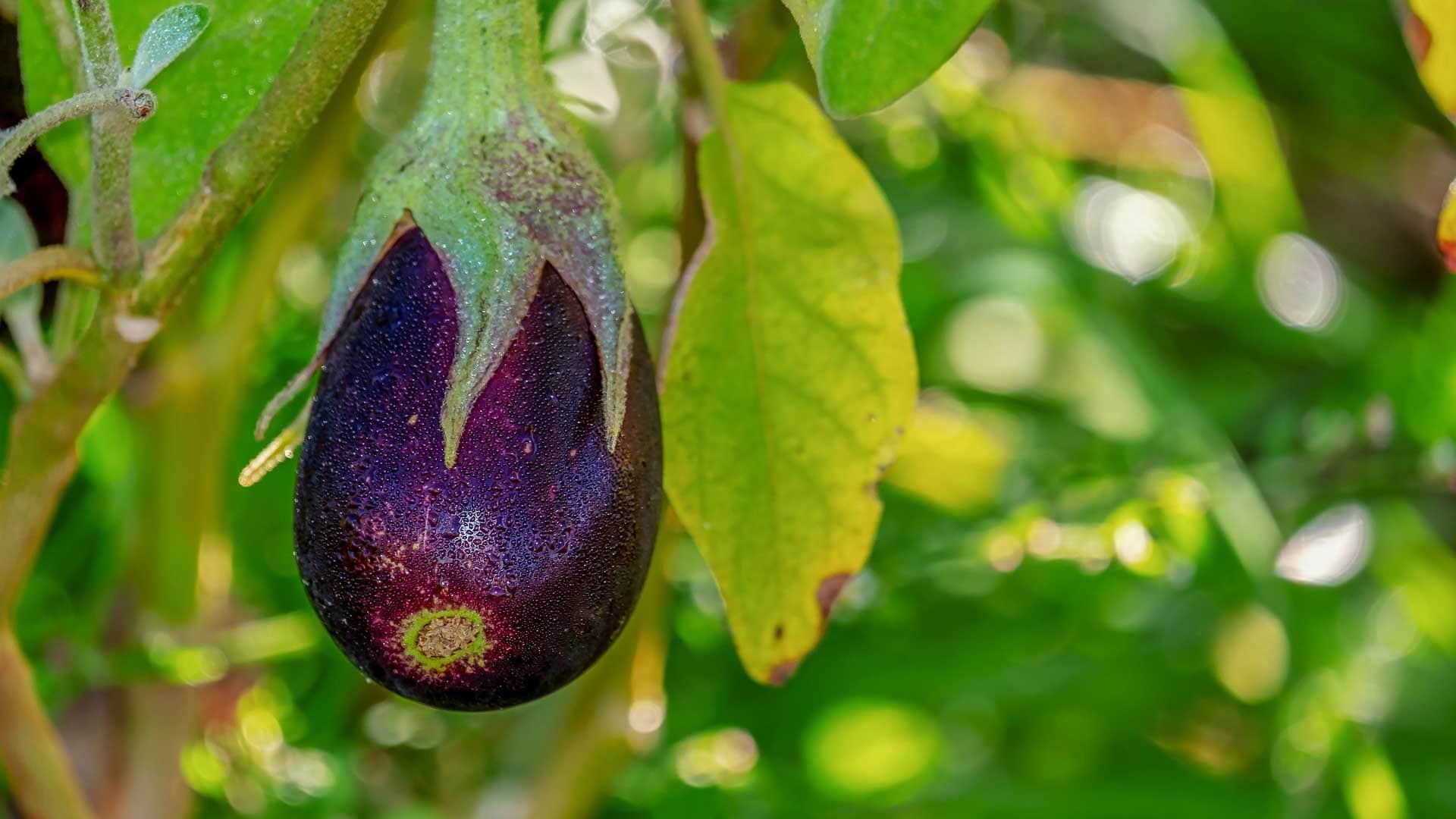 inOrto Bonduelle | domande e risposte - pianta melanzane con frutti gialli