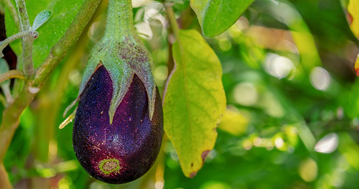 Pianta di melanzane - Inorto