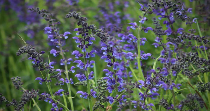 Fiori di lavanda - InOrto