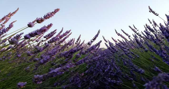 Spighe di lavanda fiorite -InOrto