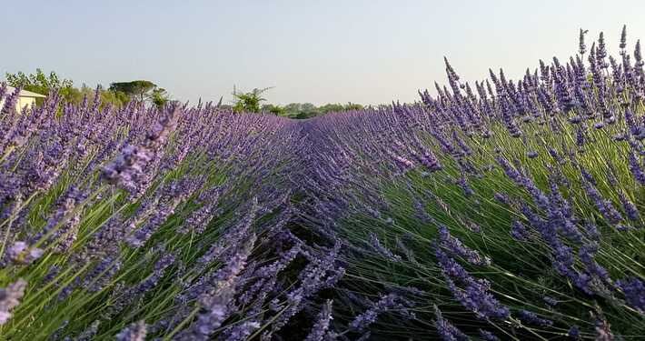 Piante di lavanda - InOrto