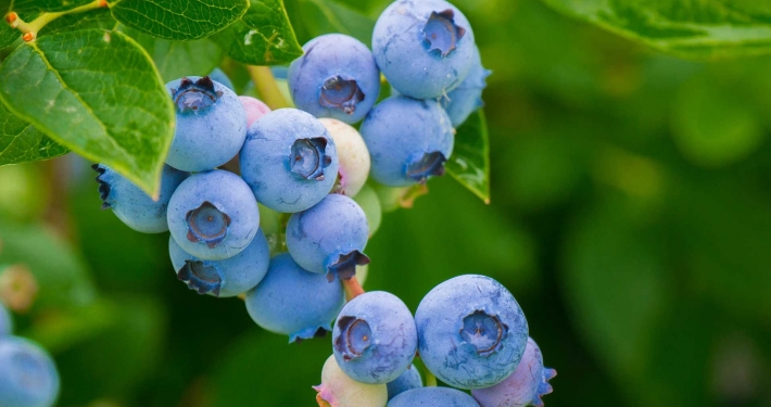 Pianta di mirtillo con frutti coltivata in terreno - Inorto