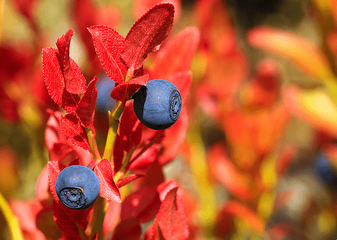 Frutti della coltivazione del mirtillo in autunno - Inorto