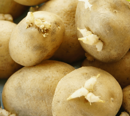 Patate da semina: scelta e pregermogliazione - InOrto - Guida all