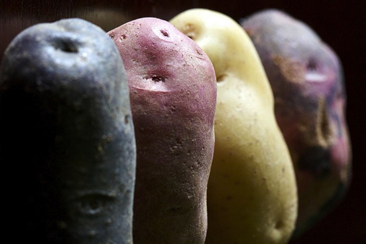 Migliori quattro varietà di patate da semina - Inorto