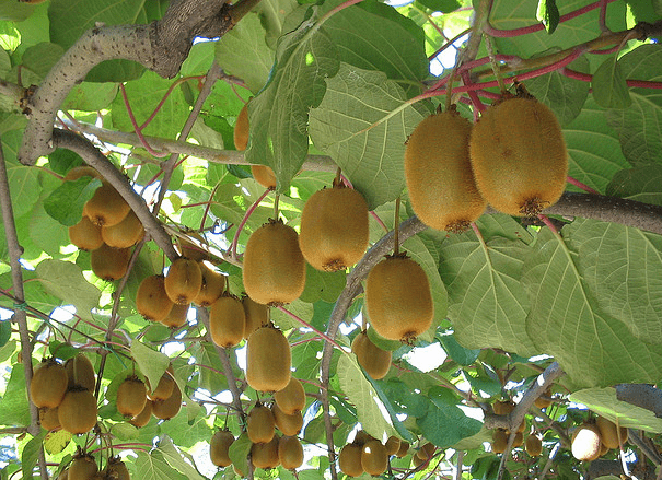 Pianta di kiwi con frutti pronti per essere raccolti - Inorto