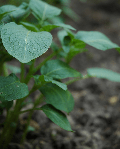 Piantina di patate da semina - Inorto