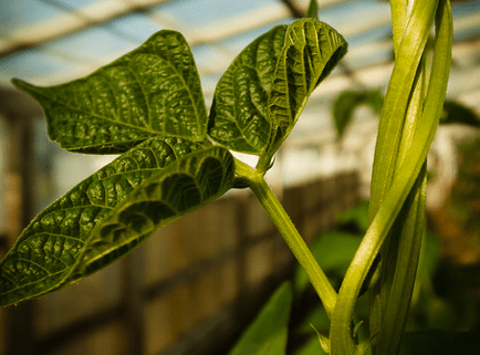 Coltivazione di una pianta di fagiolo in serra - Inorto