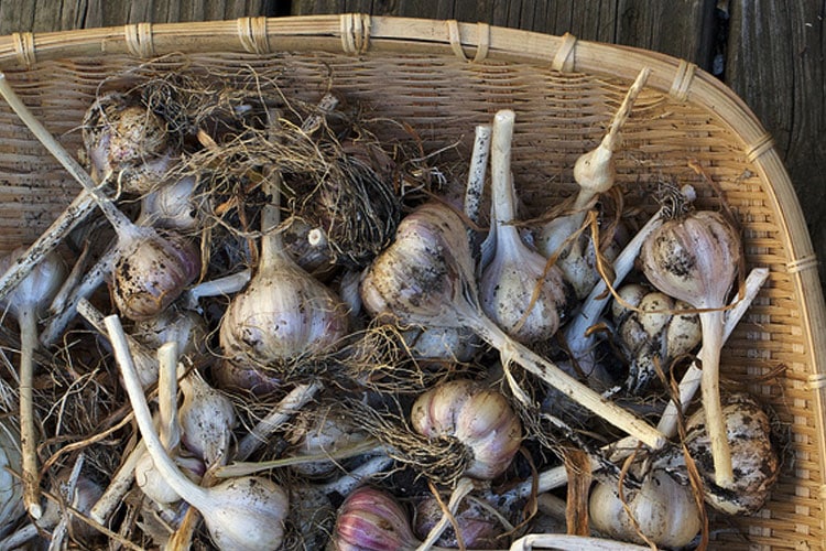 Aglio per preparare il macerato contro nematodi delle piante - Inorto