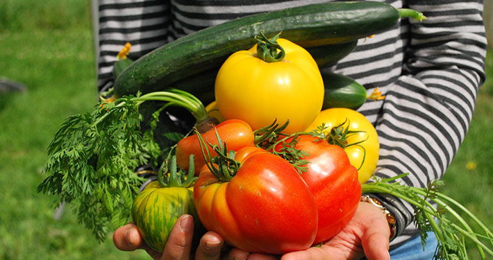 Pianta di melanzane e frutti gialli - Inorto