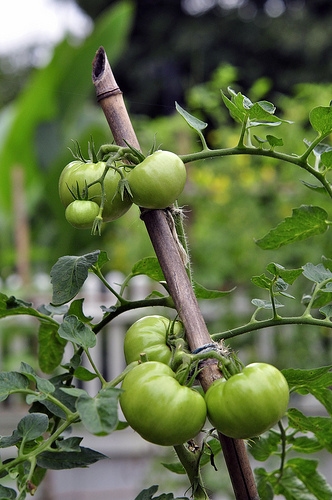 Coltivazione di una pianta di pomodori legata a un tutore in legno - Inorto