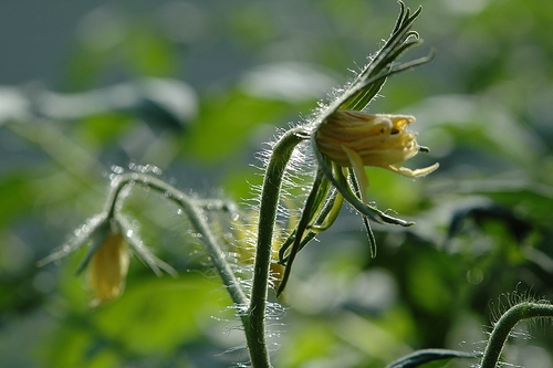 Piantina di pomodoro con fiore appena nato - Inorto