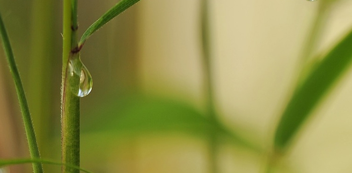 Cosa fare se il bamboo in acqua sta ingiallendo - Inorto