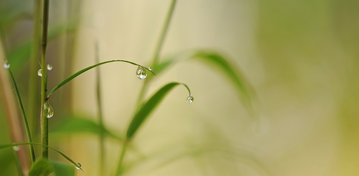 Bamboo: cosa fare se sta ingiallendo in acqua - Inorto
