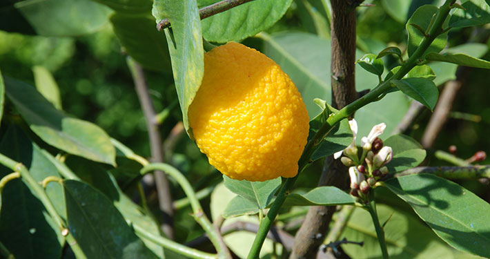 Quanta acqua dare alla pianta di limone - Inorto