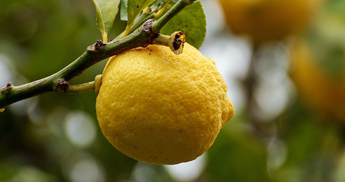 Quando raccogliere i limoni - Inorto