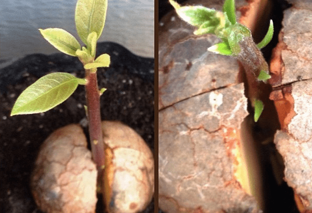 Pianta di avocado piantata e cresciuta da un seme - Inorto