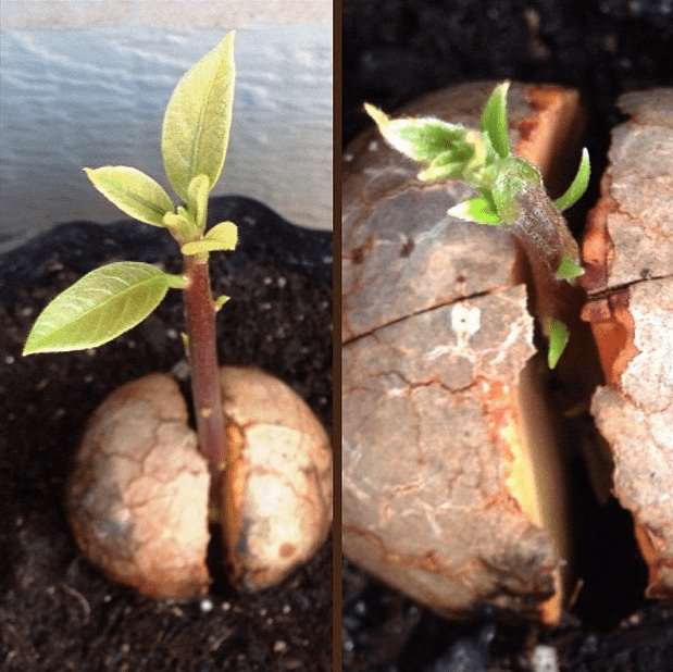 Pianta di avocado piantata e cresciuta da un seme - Inorto