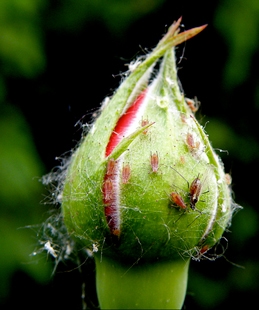 Afidi delle piante da eliminare con rimedi naturali come l’alcol - Inorto