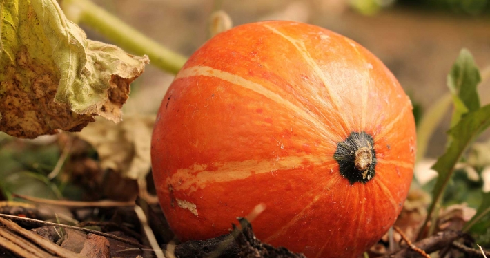 Come conservare e quando raccogliere la zucca - Inorto