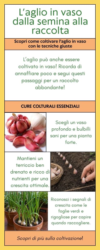 Infografica sulla coltivazione dell’aglio in vaso - InOrto