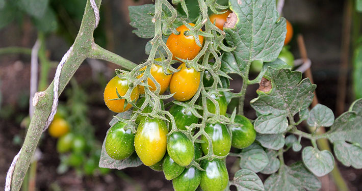 Pomodori acerbi coltivati e trapiantati nell’orto - Inorto