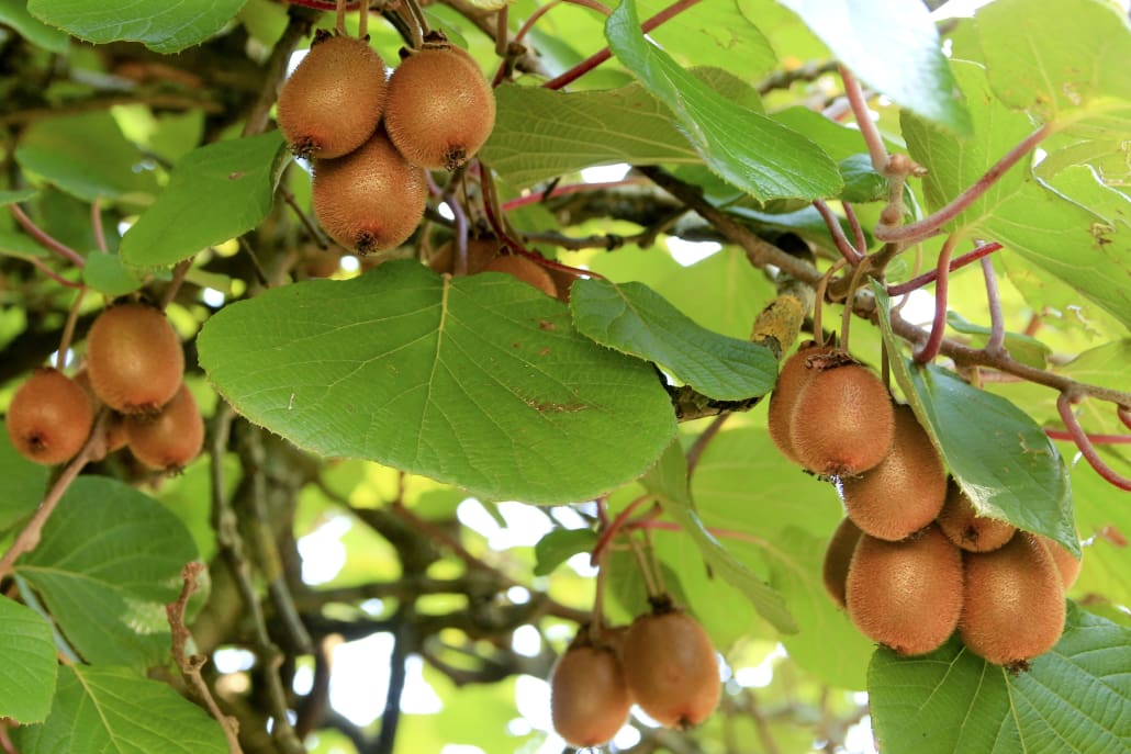 Kiwi maturi - InOrto