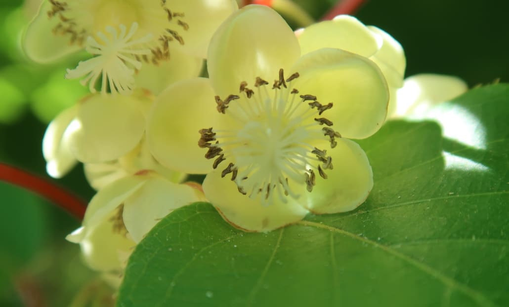 Fioritura del kiwi - InOrto