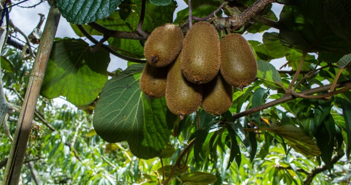 Pianta di kiwi con frutti - Inorto