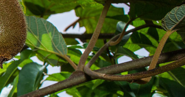 Rami della pianta di kiwi fruttiferi - Inorto