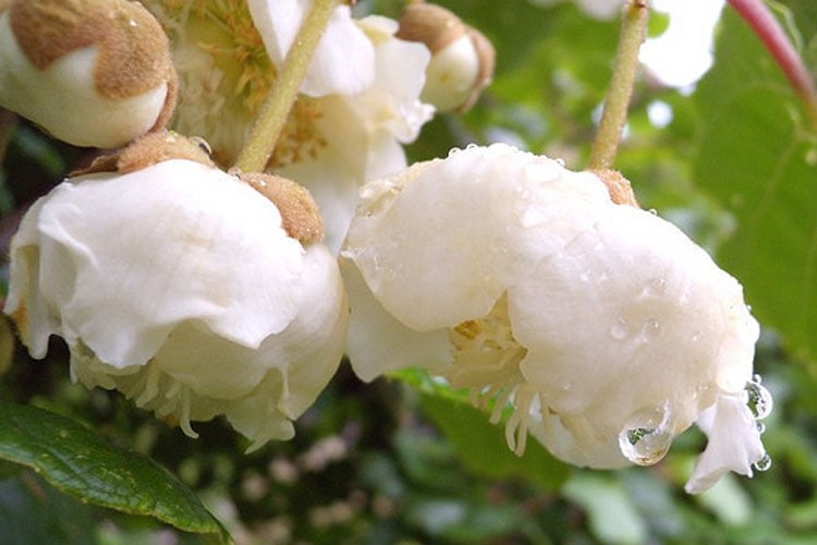 Fiore di una pianta di kiwi - Inorto