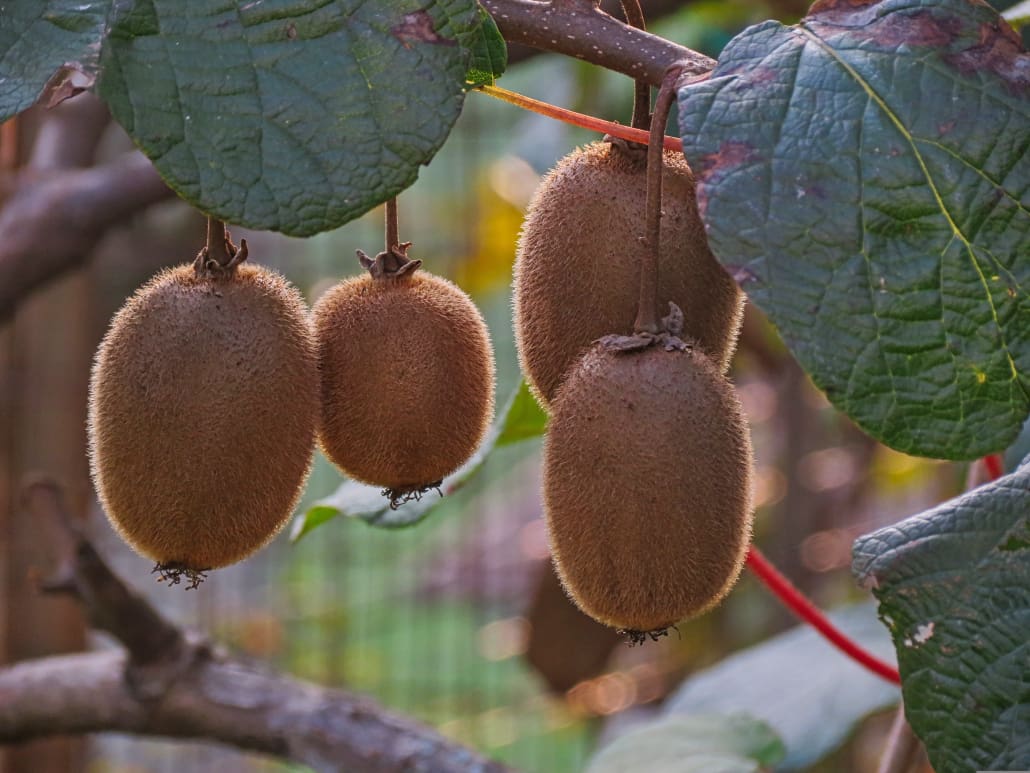 Frutti maturi di kiwi - InOrto