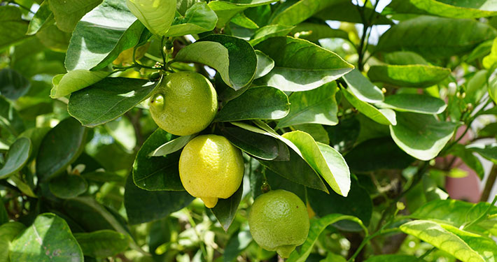 acqua alla pianta di limone - Inorto