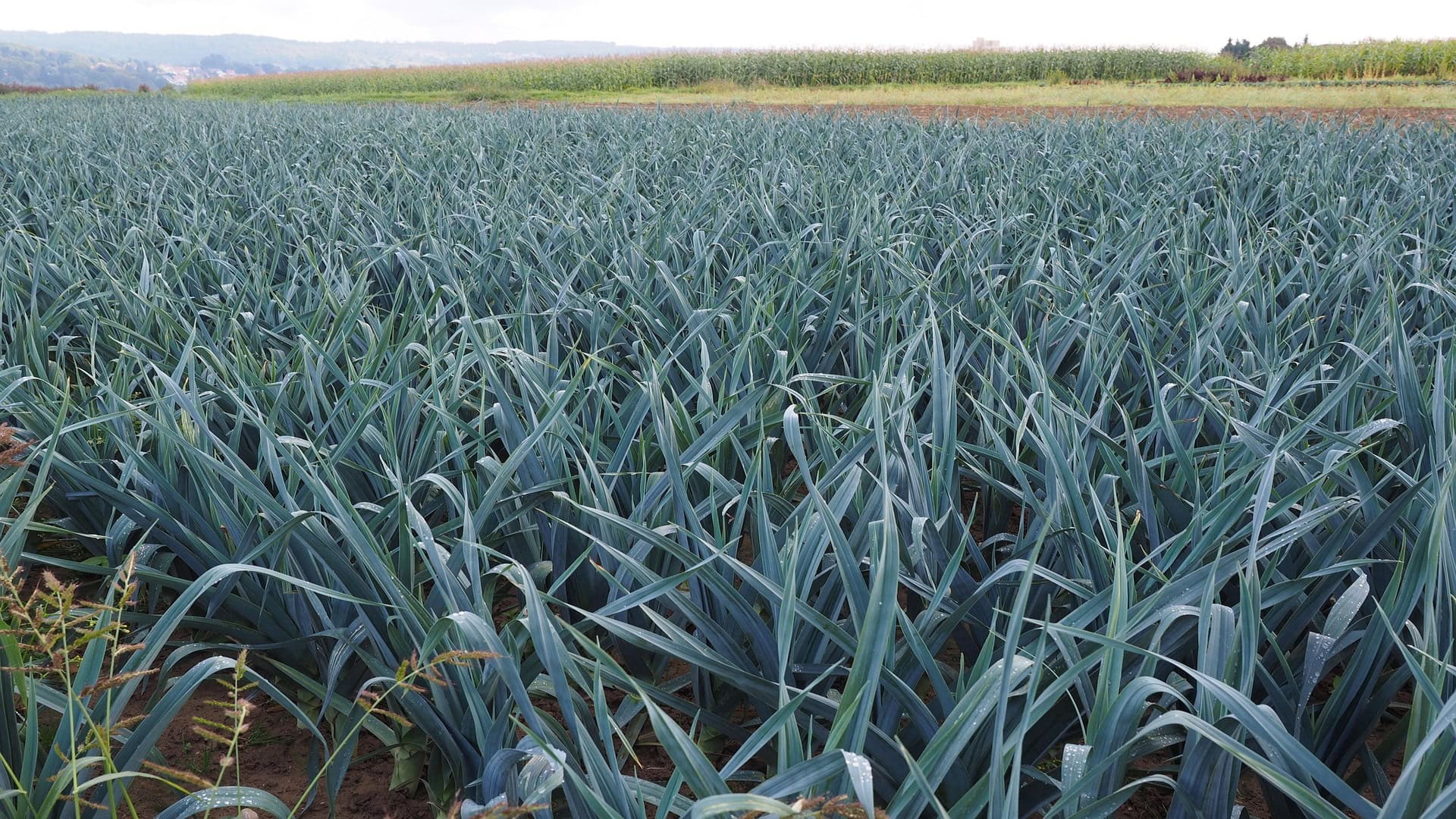 Campo di porri- InOrto